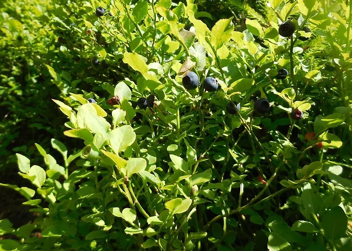 Alenka 3* Špindlerŭv Mlýn