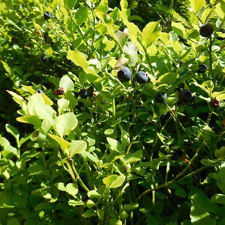 Alenka 3* Špindlerŭv Mlýn